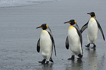 King Penguin (Aptenodytes patagonicus) trio walking on beach, Gold Harbor, South Georgia, Antarctica