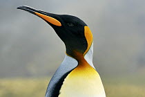 King Penguin (Aptenodytes patagonicus) portrait, Gold Harbor, South Georgia, Antarctica