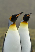 King Penguin (Aptenodytes patagonicus) pair, Gold Harbor, South Georgia, Antarctica