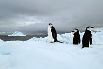 Chinstrap Penguin (Pygoscelis antarctica) group on ice, Southern Thule, Antarctica