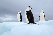 Chinstrap Penguin (Pygoscelis antarctica) trio on ice, Southern Thule, Antarctica