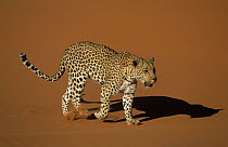 Leopard (Panthera pardus) walking on sand dune, Namib Desert, Sossusvlei, Namibia