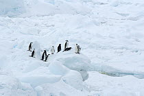 Chinstrap Penguin (Pygoscelis antarctica) group on ice, Antarctica