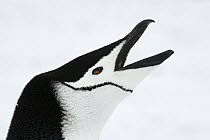Chinstrap Penguin (Pygoscelis antarctica) calling, Southern Thule, South Sandwich Islands, Antarctica