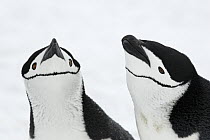 Chinstrap Penguin (Pygoscelis antarctica) pair, Southern Thule, South Sandwich Islands, Antarctica