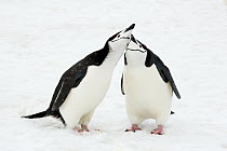 Chinstrap Penguin (Pygoscelis antarctica) pair courting, Southern Thule, South Sandwich Islands, Antarctica