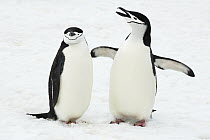 Chinstrap Penguin (Pygoscelis antarctica) pair courting, Southern Thule, South Sandwich Islands, Antarctica