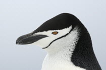 Chinstrap Penguin (Pygoscelis antarctica) portrait, Southern Thule, South Sandwich Islands, Antarctica