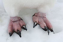 Chinstrap Penguin (Pygoscelis antarctica) feet, Southern Thule, South Sandwich Islands, Antarctica