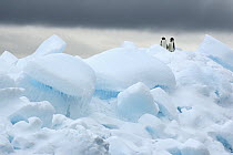 Adelie Penguin (Pygoscelis adeliae) pair on ice, Southern Thule, South Sandwich Islands, Antarctica