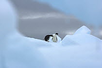 Adelie Penguin (Pygoscelis adeliae) pair, Southern Thule, South Sandwich Islands, Antarctica