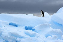 Adelie Penguin (Pygoscelis adeliae), Southern Thule, South Sandwich Islands, Antarctica
