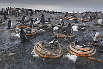 Chinstrap Penguin (Pygoscelis antarctica) colony nesting on used hoses, Antarctica