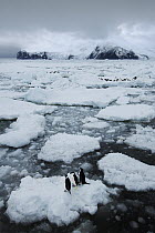 Chinstrap Penguin (Pygoscelis antarctica) groups on ice floes, Southern Thule, South Sandwich Islands, Antarctica
