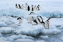 Chinstrap Penguin (Pygoscelis antarctica) group on ice floes, Southern Thule, South Sandwich Islands, Antarctica