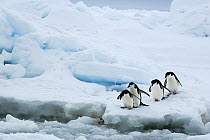 Chinstrap Penguin (Pygoscelis antarctica) group about to enter water, Southern Thule, South Sandwich Islands, Antarctica