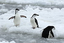 Chinstrap Penguin (Pygoscelis antarctica) trio on ice floe, Southern Thule, South Sandwich Islands, Antarctica