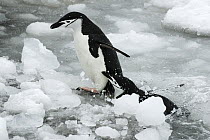 Chinstrap Penguin (Pygoscelis antarctica) pair jumping on the ice, Southern Thule, South Sandwich Islands, Antarctica