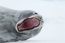 Weddell Seal (Leptonychotes weddellii) yawning, Atka Bay, Antarctica