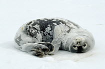 Weddell Seal (Leptonychotes weddellii) lying on ice, Atka Bay, Antarctica