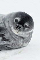 Weddell Seal (Leptonychotes weddellii) portait, Atka Bay, Antarctica