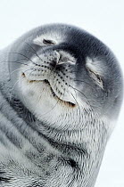 Weddell Seal (Leptonychotes weddellii) portrait, Atka Bay, Antarctica