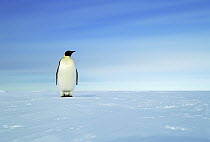 Emperor Penguin (Aptenodytes forsteri) standing on ice field, Antarctica