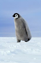 Emperor Penguin (Aptenodytes forsteri) chick, Atka Bay, Antarctica