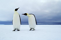 Emperor Penguin (Aptenodytes forsteri) pair, Neumayer Station, Antarctica