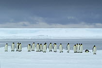 Emperor Penguin (Aptenodytes forsteri) group, Antarctica