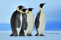 Emperor Penguin (Aptenodytes forsteri) group standing in a row, Antarctica