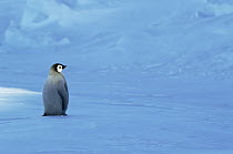 Emperor Penguin (Aptenodytes forsteri) chick, Riiser-Larsen Ice Shelf, Antarctica
