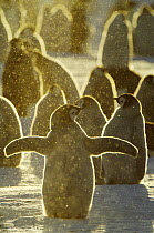 Emperor Penguin (Aptenodytes forsteri) chicks, Riiser-Larsen Ice Shelf, Antarctica