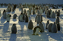 Emperor Penguin (Aptenodytes forsteri) colony, Riiser-Larsen Ice Shelf, Antarctica