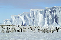 Emperor Penguin (Aptenodytes forsteri) colony, Drescher Inlet, Antarctica