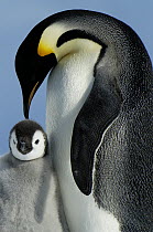 Emperor Penguin (Aptenodytes forsteri) parent with chick, Antarctica