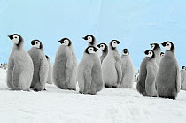 Emperor Penguin (Aptenodytes forsteri) chicks, Antarctica