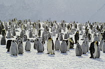 Emperor Penguin (Aptenodytes forsteri) colony in light snowfall, Antarctica
