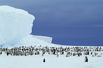 Emperor Penguin (Aptenodytes forsteri) colony, Stancomb-Wills Glacier Tongue, Antarctica