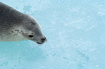 Crabeater Seal (Lobodon carcinophagus), Snow Hill Island, Antarctica