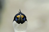 Blue-eyed Cormorant (Phalacrocorax atriceps) portrait, Cockburn Island, Antarctica