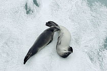 Crabeater Seal (Lobodon carcinophagus) mother with nursing pup, Paulet Island, Antarctica