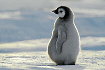 Emperor Penguin (Aptenodytes forsteri) chick, Atka Bay, Antarctica