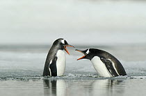 Gentoo Penguin (Pygoscelis papua) fighting in the water, Yankee Harbor, Deception Island, Antarctica