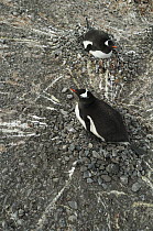 Gentoo Penguin (Pygoscelis papua) pair incubating on nests made of stones, Yankee Harbor, Deception Island, Antarctica