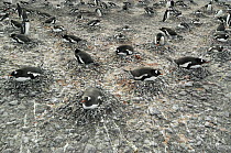 Gentoo Penguin (Pygoscelis papua) colony incubating on nest made of stones, Yankee Harbor, Deception Island, Antarctica