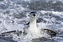 Chinstrap Penguin (Pygoscelis antarctica) coming ashore, Bailey Head, Deception Island, Antarctica