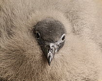 Pintado Petrel (Daption capense) chick, Cuverville Island, Antarctica