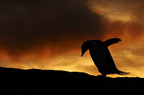 Gentoo Penguin (Pygoscelis papua) silhouetted at sunset, Hannah Point, Antarctica