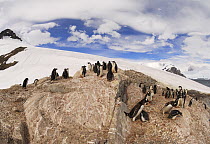 Gentoo Penguin (Pygoscelis papua) colony on a mountain ridge, Antarctica